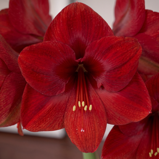 Amaryllis Cayenne