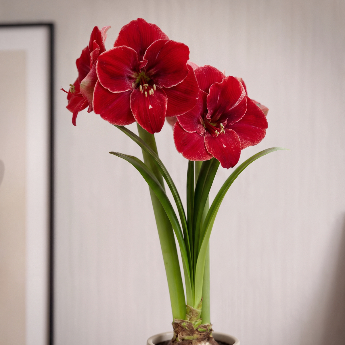 Amaryllis Magical Touch