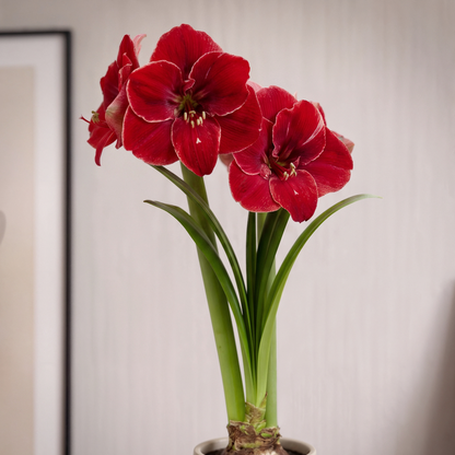Amaryllis Magical Touch