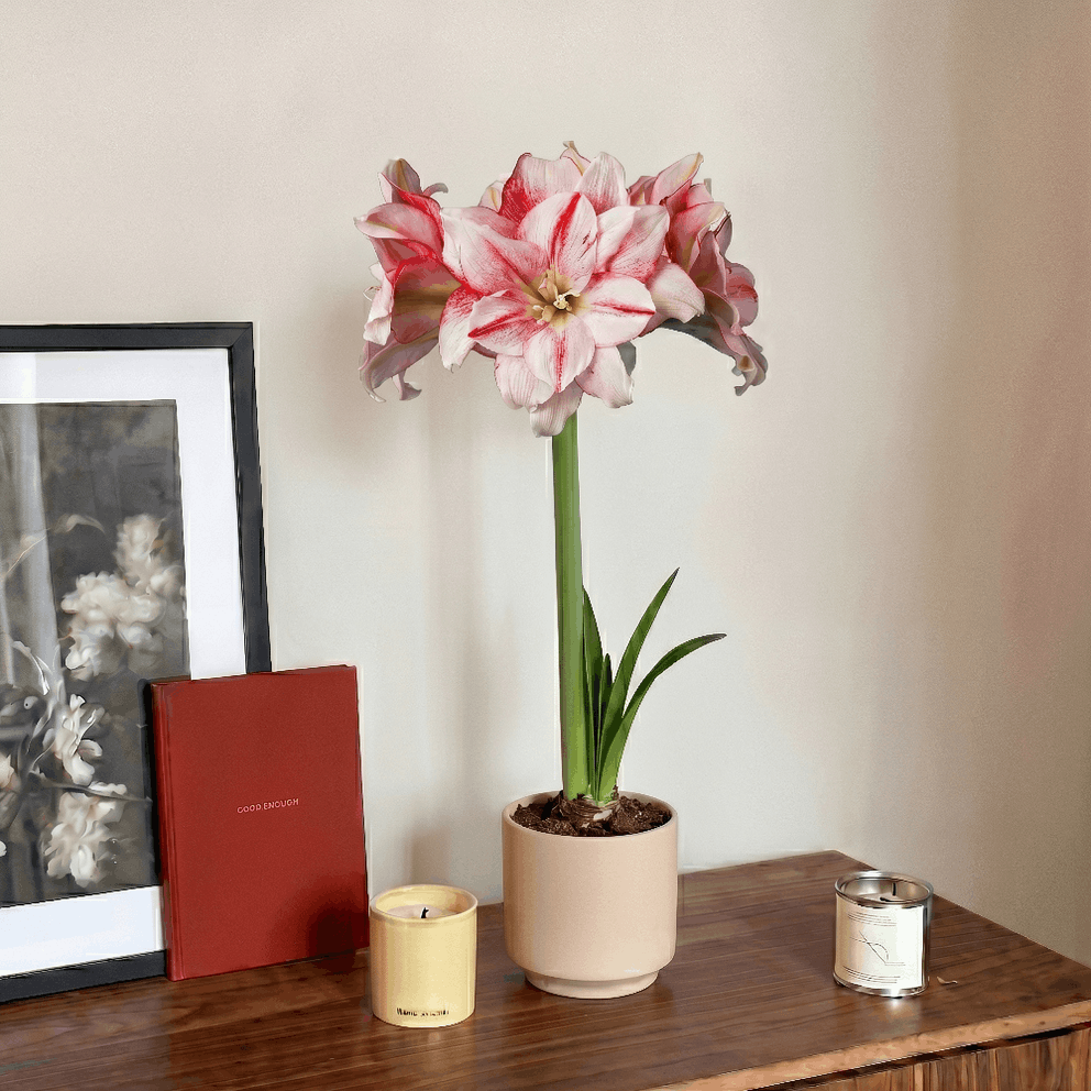 Amaryllis Nr.1503-1
