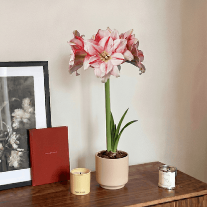 Amaryllis Nr.1503-1