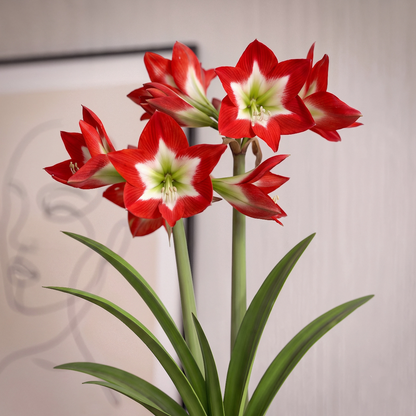 Amaryllis Tres Chic