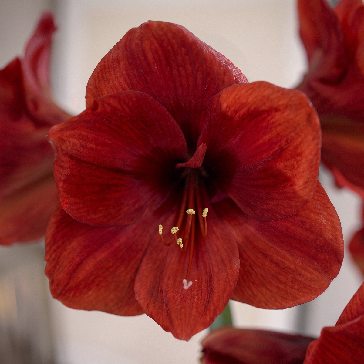 Amaryllis Ferrari