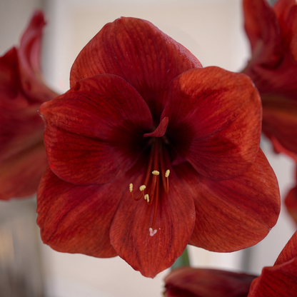 Amaryllis Ferrari