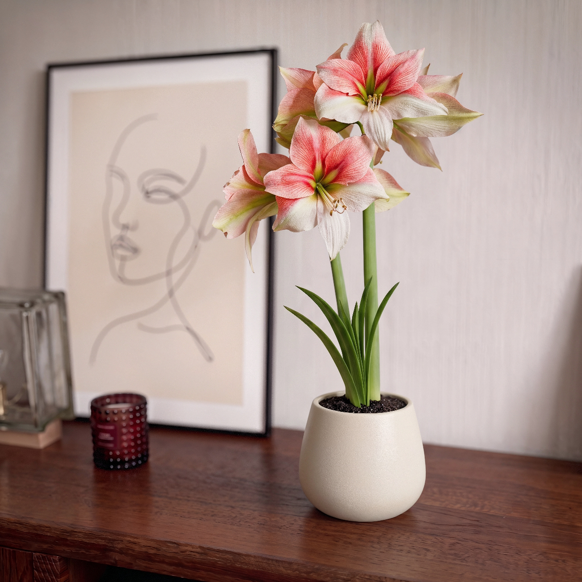 Amaryllis Grandise Fantasy