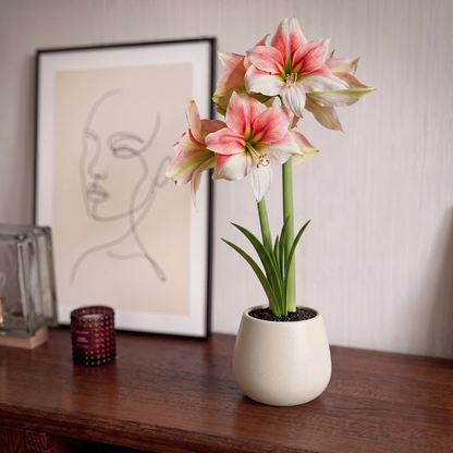 Amaryllis Grandise Fantasy