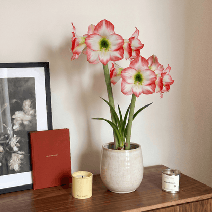 Amaryllis Jester