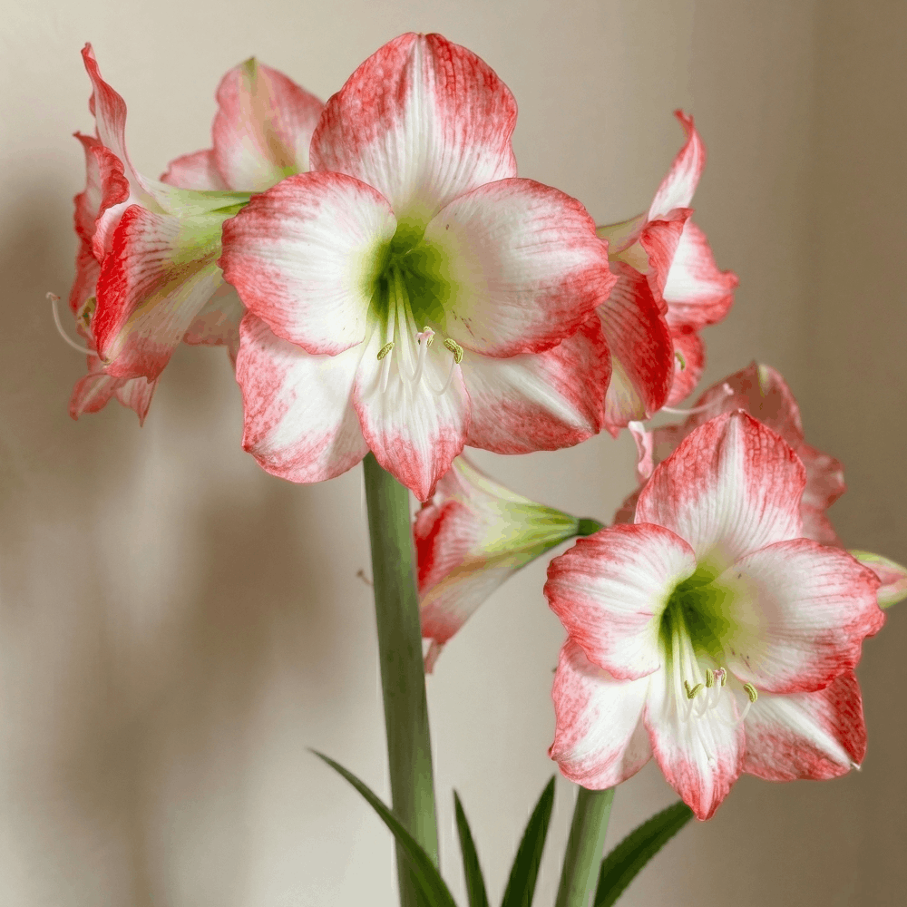 Amaryllis Jester