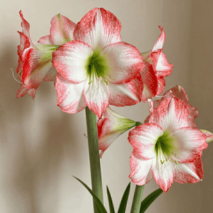 Amaryllis Jester
