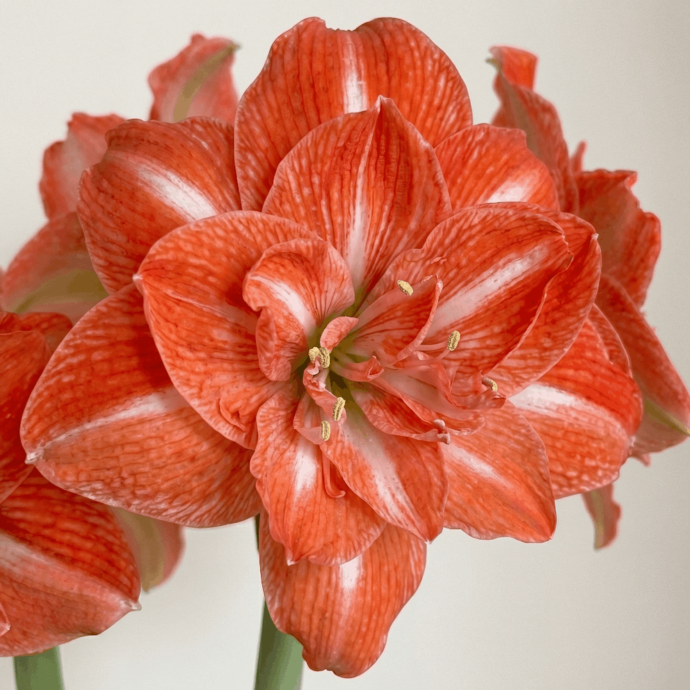 Amaryllis Tropical Nymph