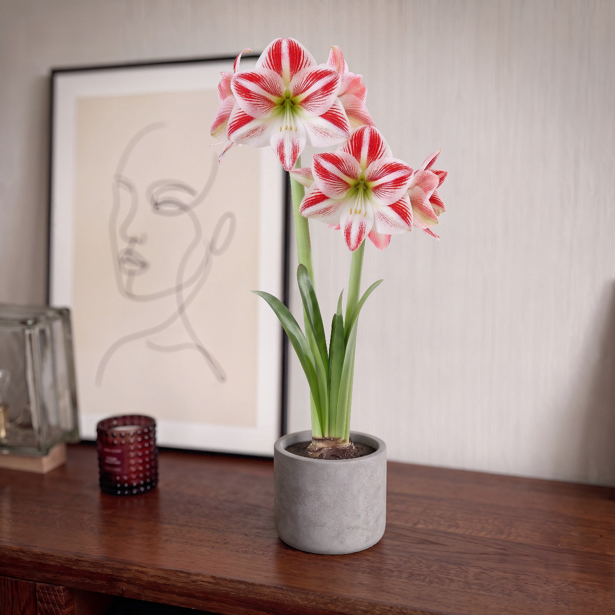 Amaryllis Caramba