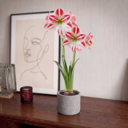 Amaryllis Caramba