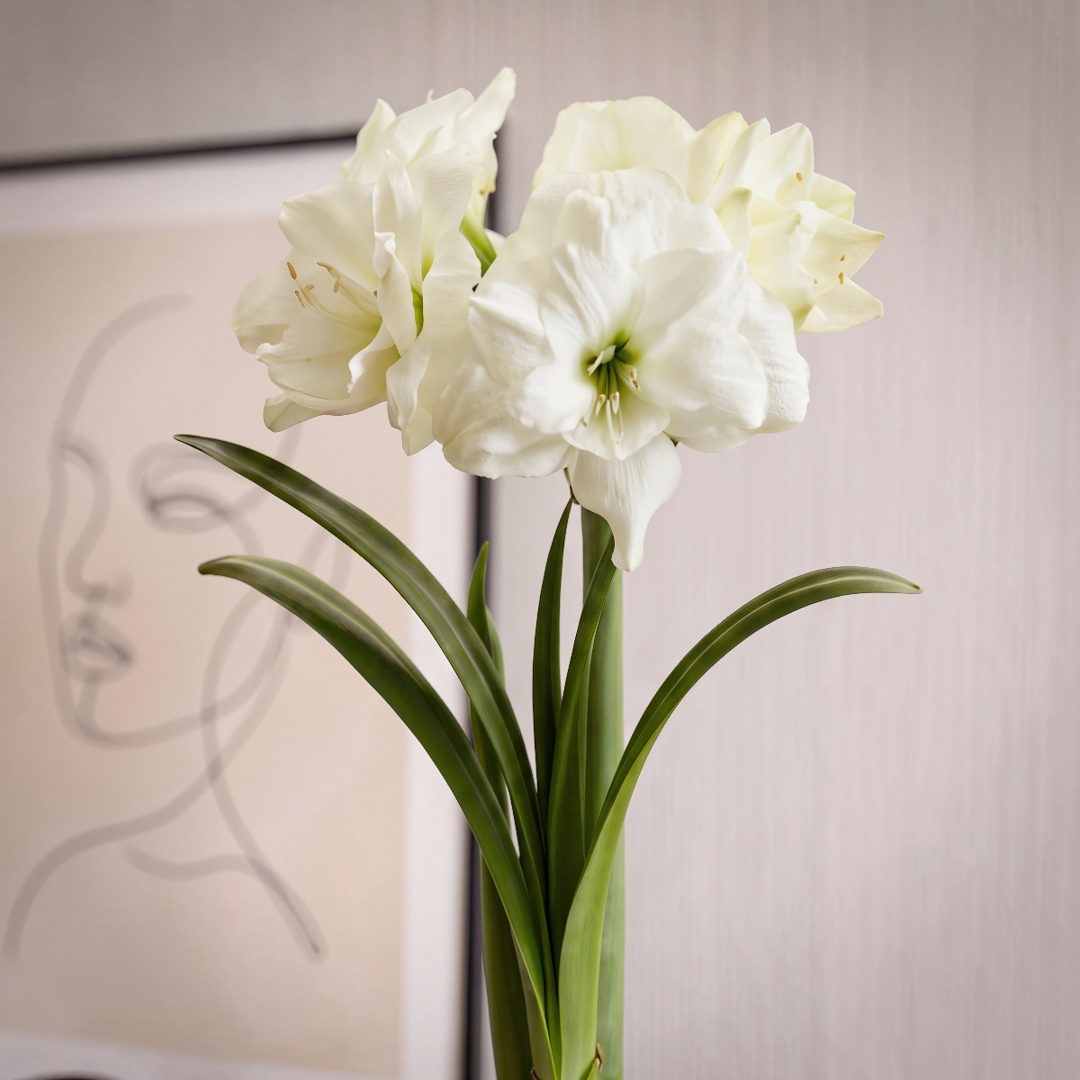 Amaryllis Alfresco