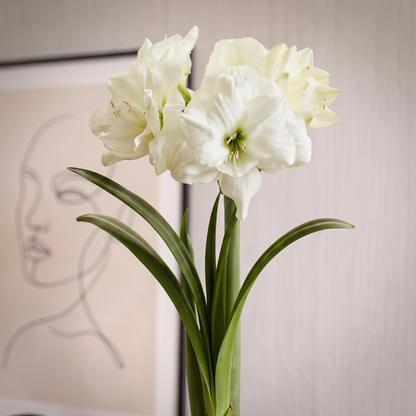 Amaryllis Alfresco