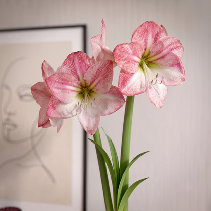 Amaryllis Blossom Grandise