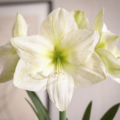 Amaryllis Lemon Star