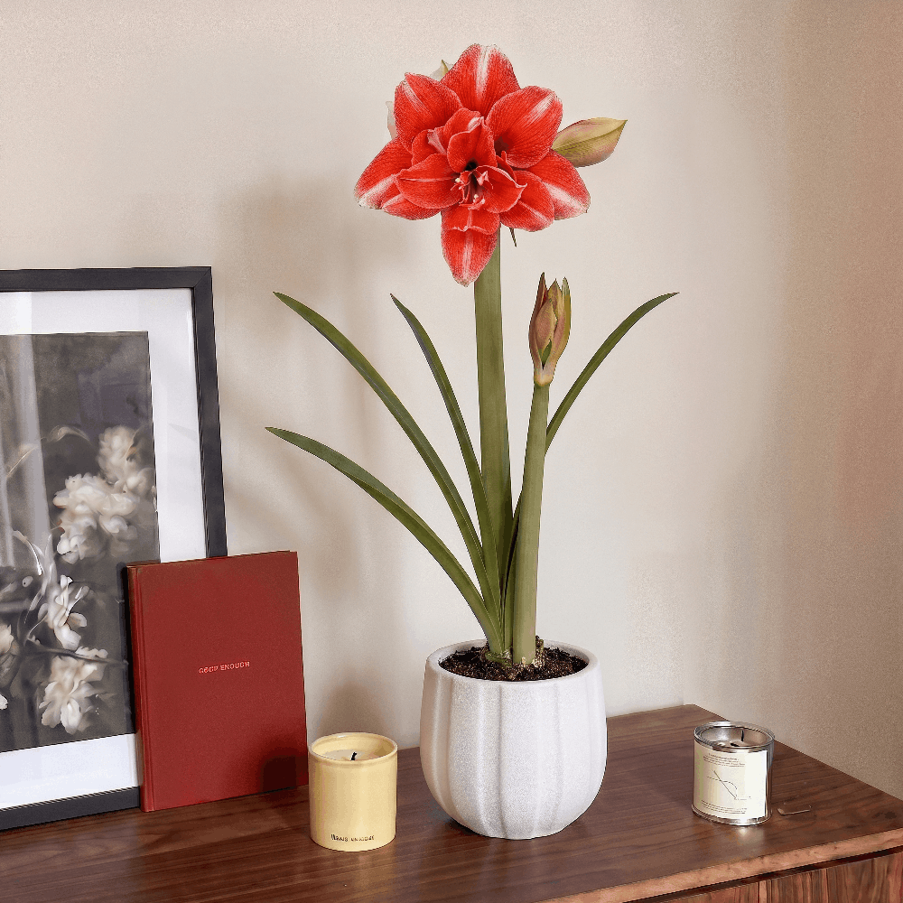 Amaryllis  (Hippeastrum) Nr. 1581-1
