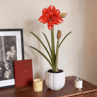 Amaryllis  (Hippeastrum) Nr. 1581-1