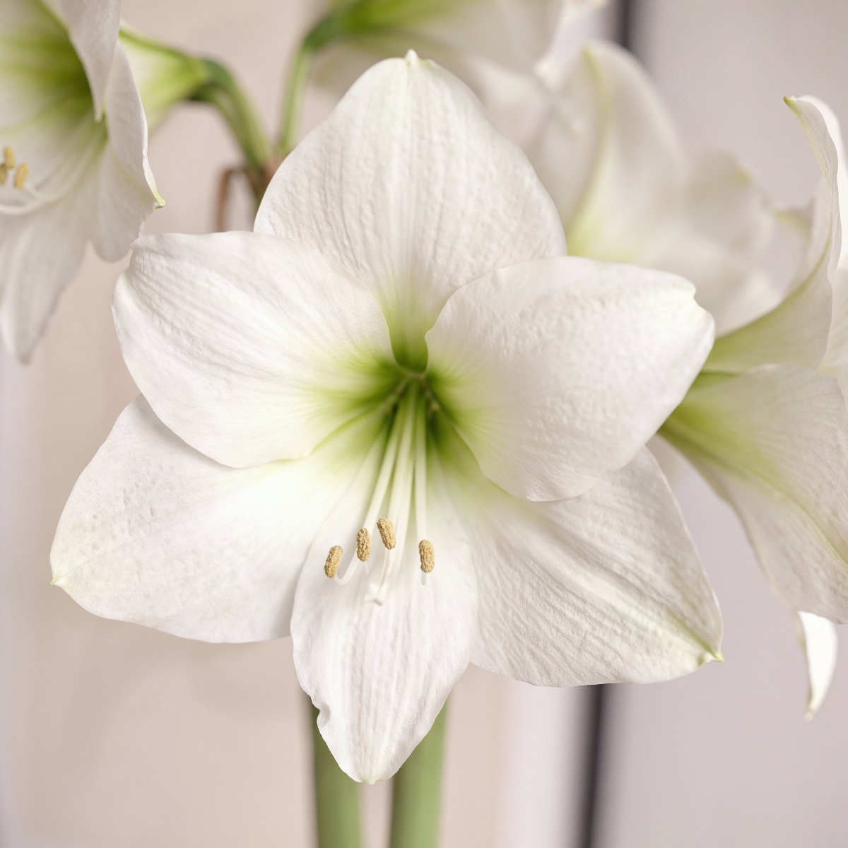 Amaryllis Costa Blanca