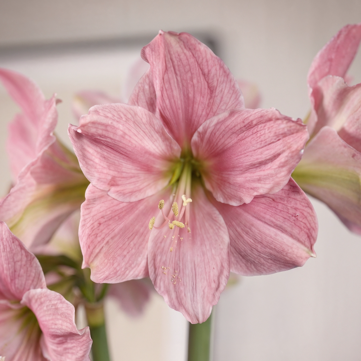 Amaryllis Sweet Star
