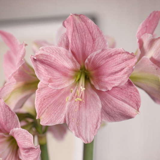 Amaryllis Sweet Star