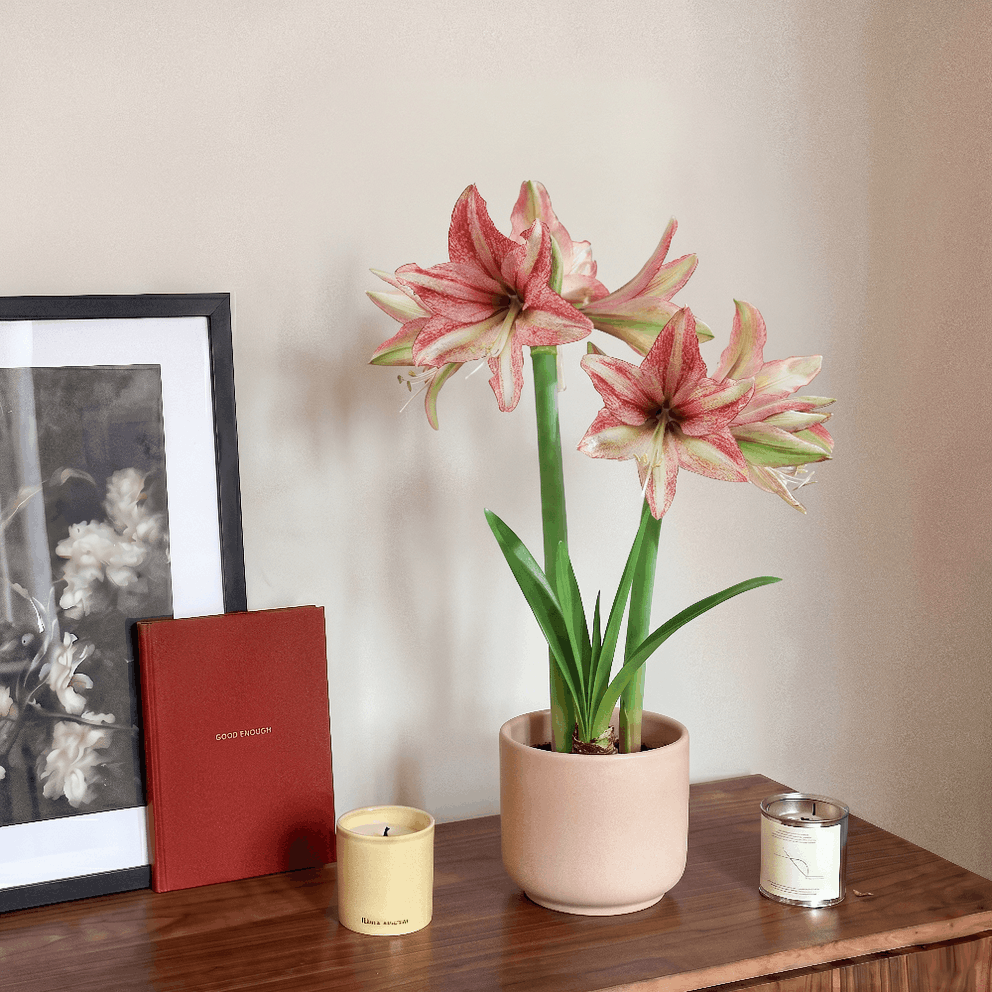 Amaryllis Vincent