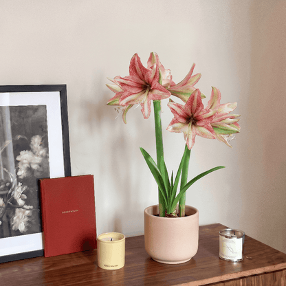Amaryllis Vincent