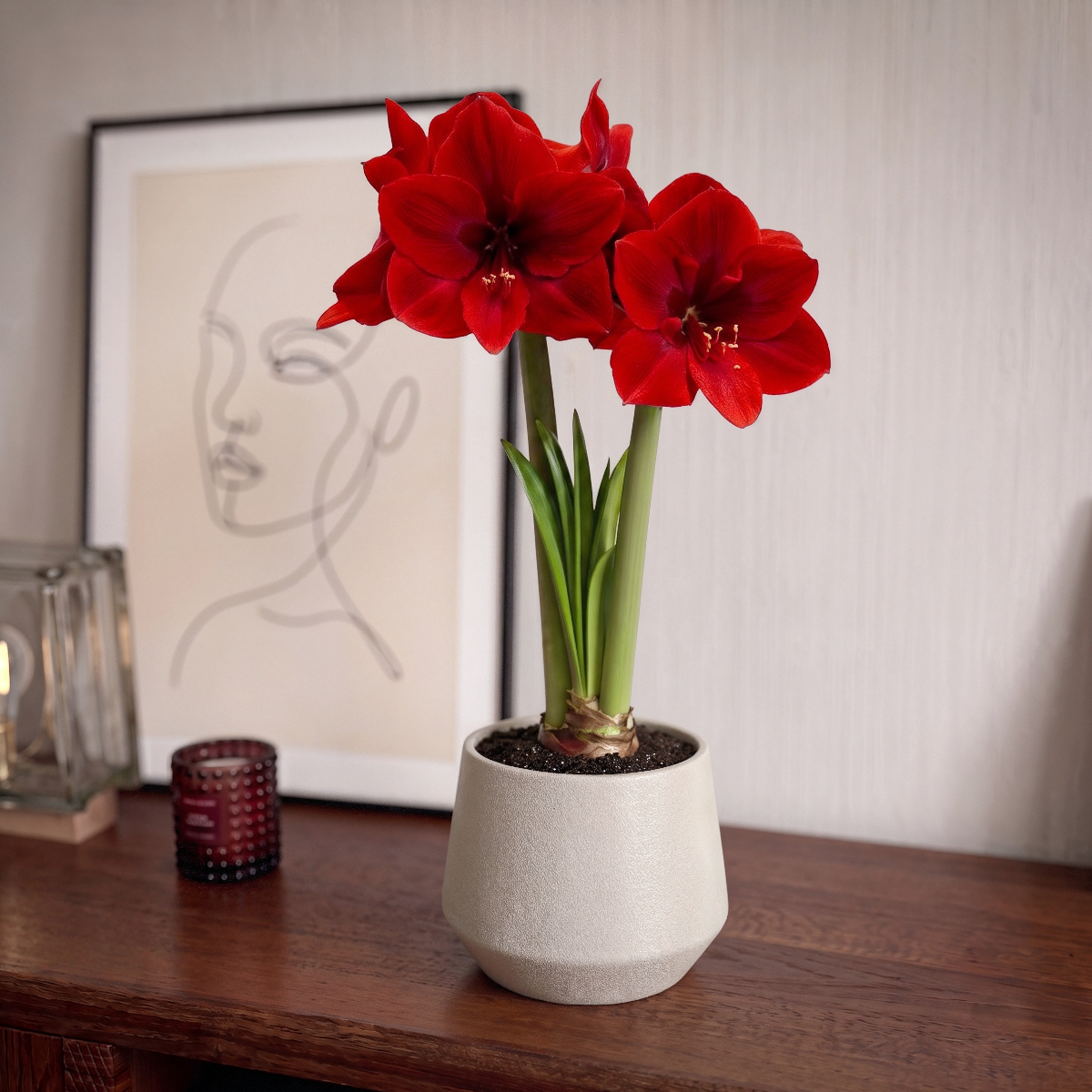 Amaryllis Red Cream