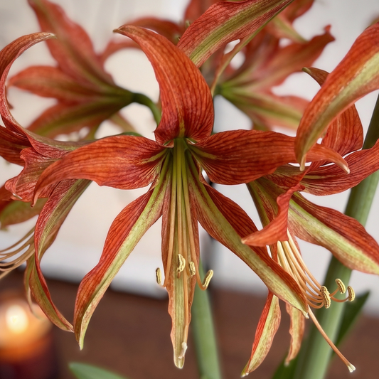 Amaryllis (Hippeastrum) La Paz