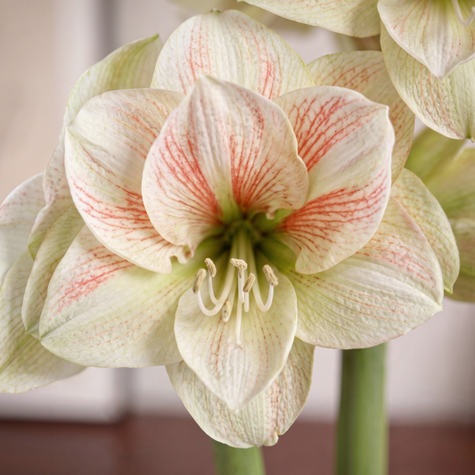 Amaryllis Nymph