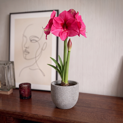Amaryllis Pink Rival
