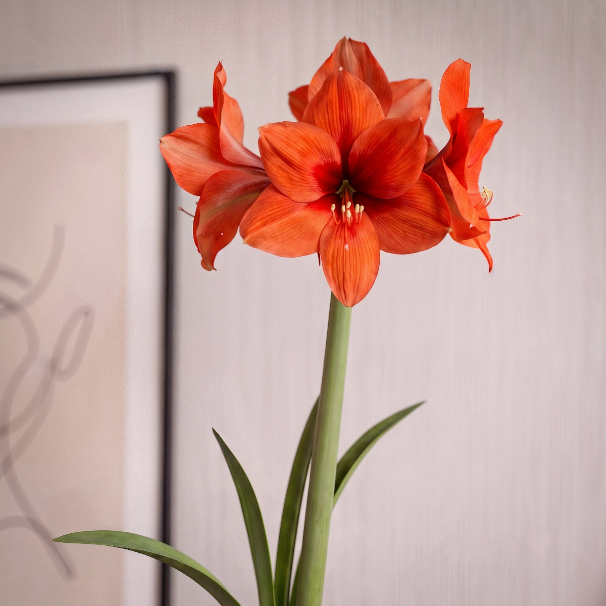 Amaryllis Horizon