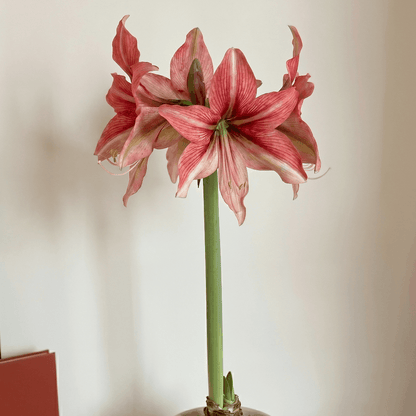 Amaryllis (Hippeastrum) Pink Amazon