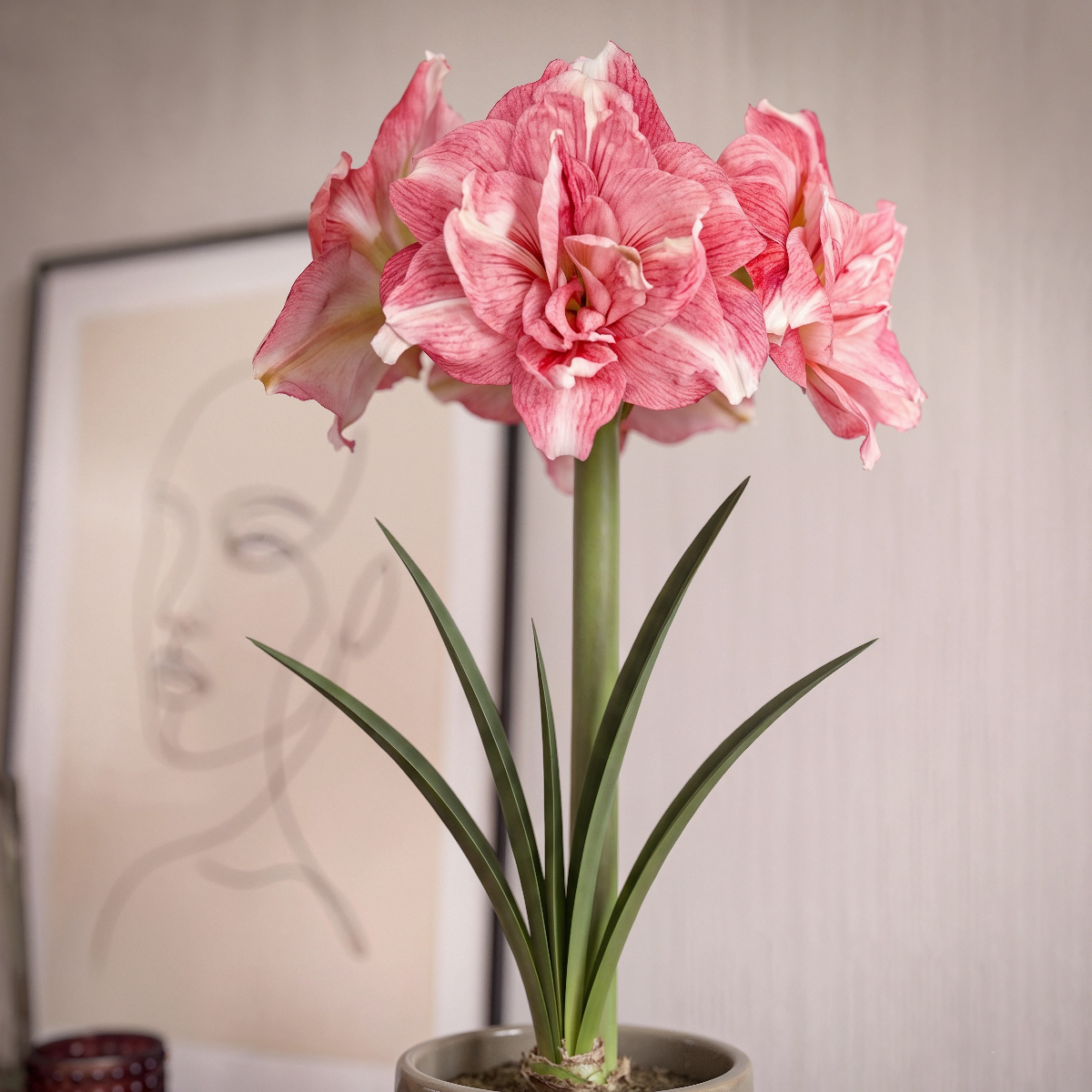 Amaryllis Rozetta
