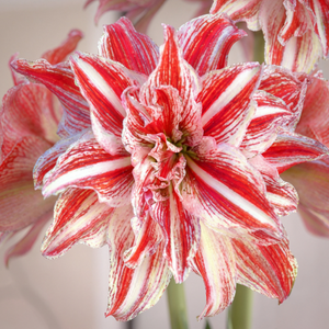Amaryllis Gestreept Double