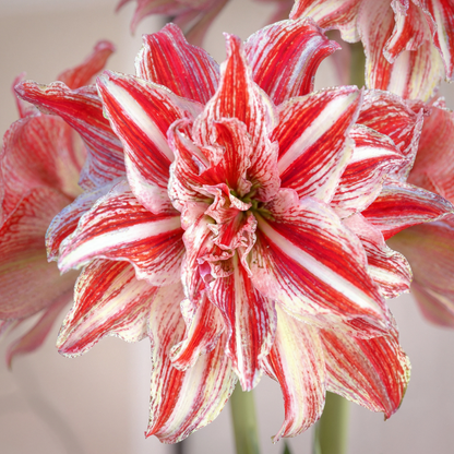 Amaryllis Gestreept Double