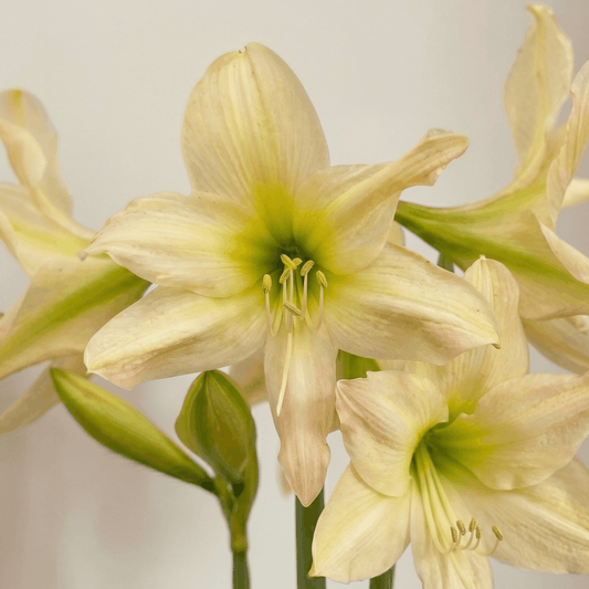 Amaryllis Aurora