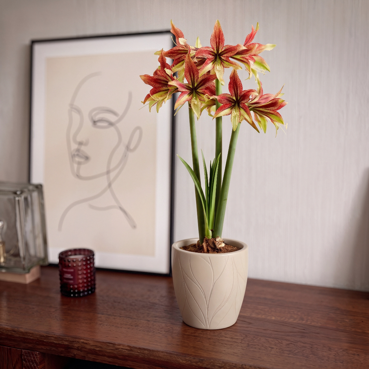 Amaryllis (Hippeastrum) Mystica