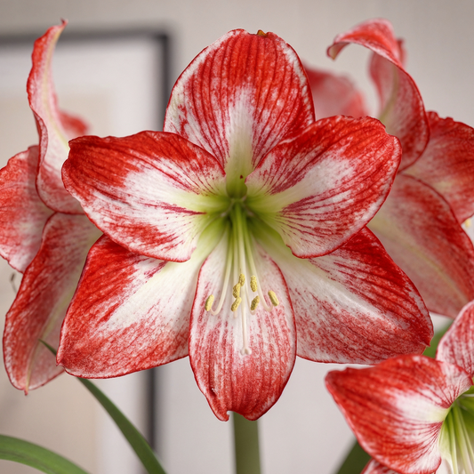 Amaryllis Spotlight