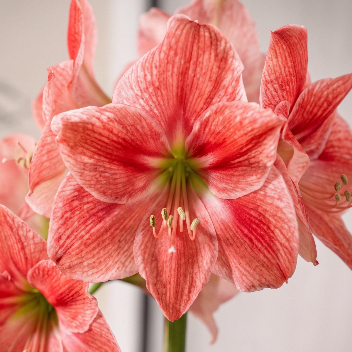 Amaryllis Sweet Cream