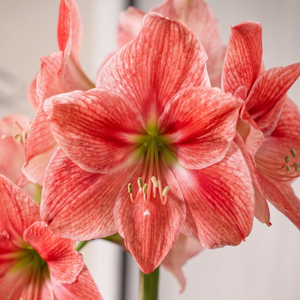 Amaryllis Sweet Cream