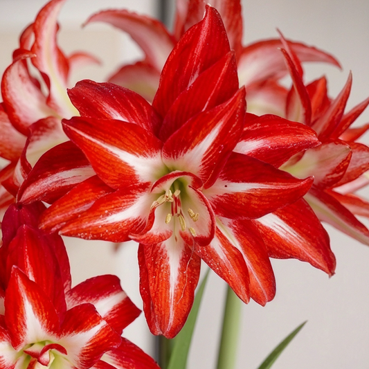Amaryllis Splash