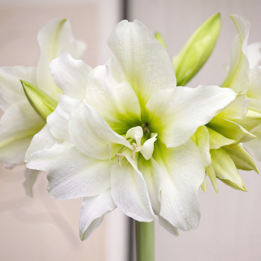 Amaryllis (Hippeastrum) Ice Queen