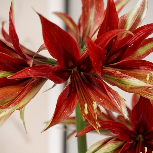 Amaryllis Merenque