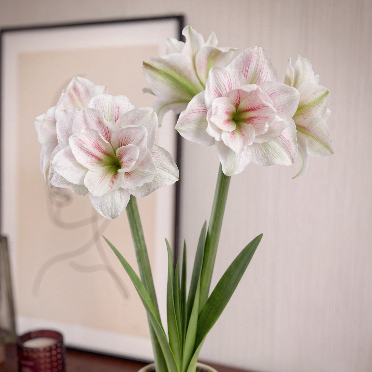 Amaryllis Aquaro
