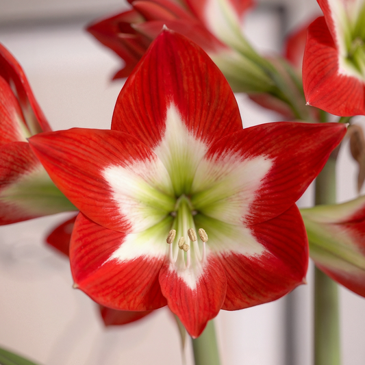 Amaryllis Tres Chic