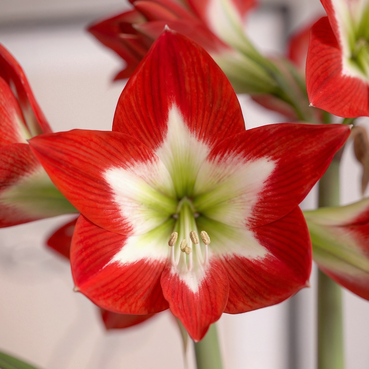 Amaryllis Tres Chic