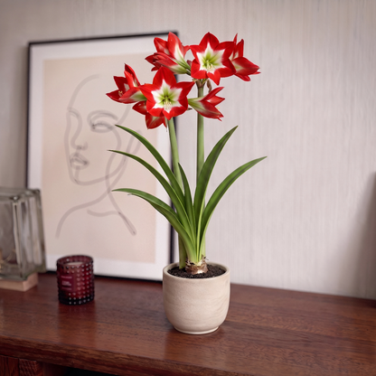 Amaryllis Tres Chic