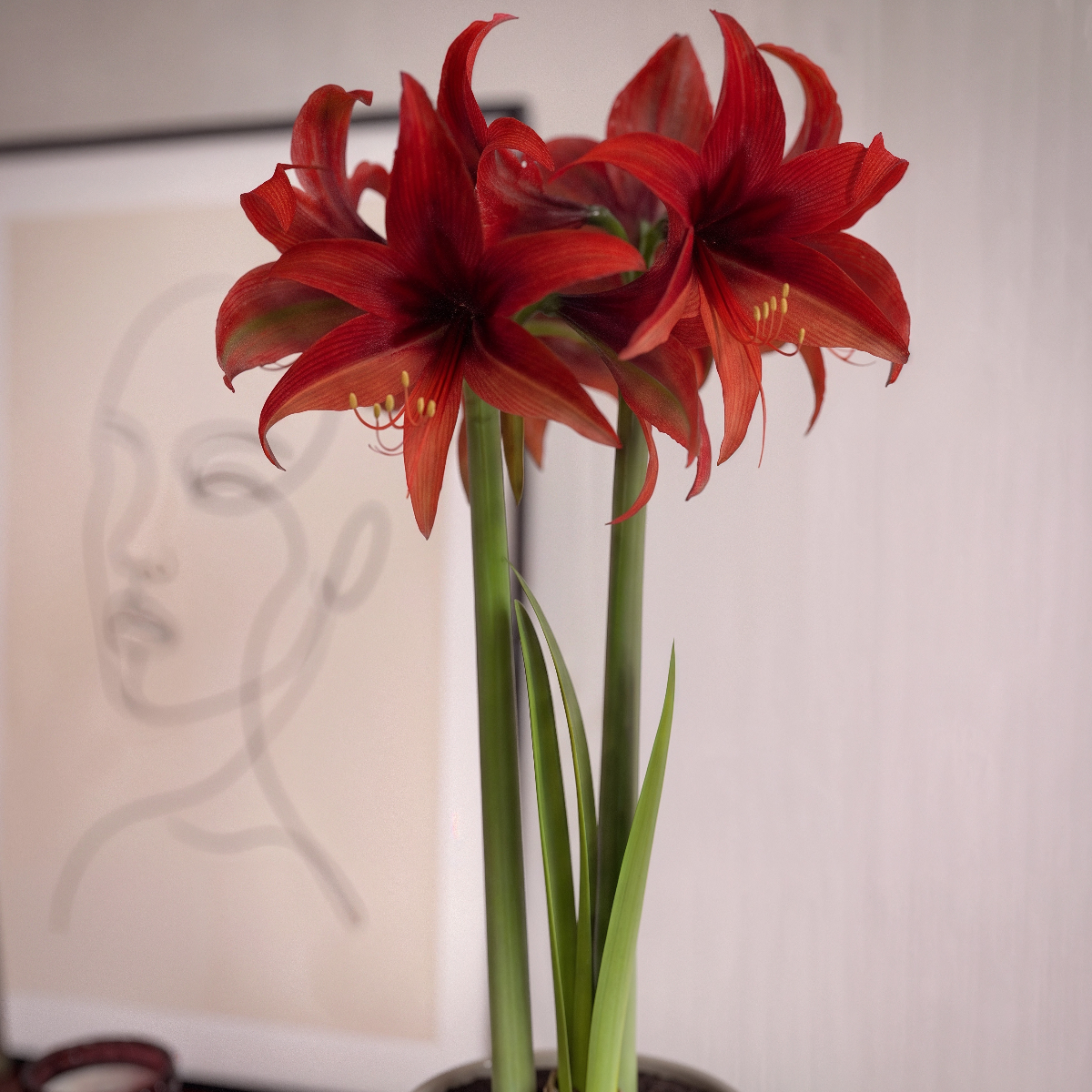 Bogota amaryllis (Hippeastrum) in bloom