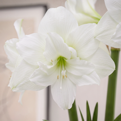 White Christmas Trio amaryllis set